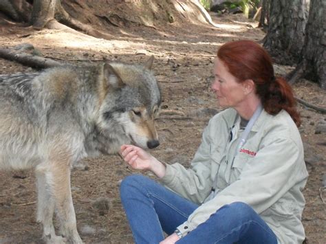 Petting a wild wolf